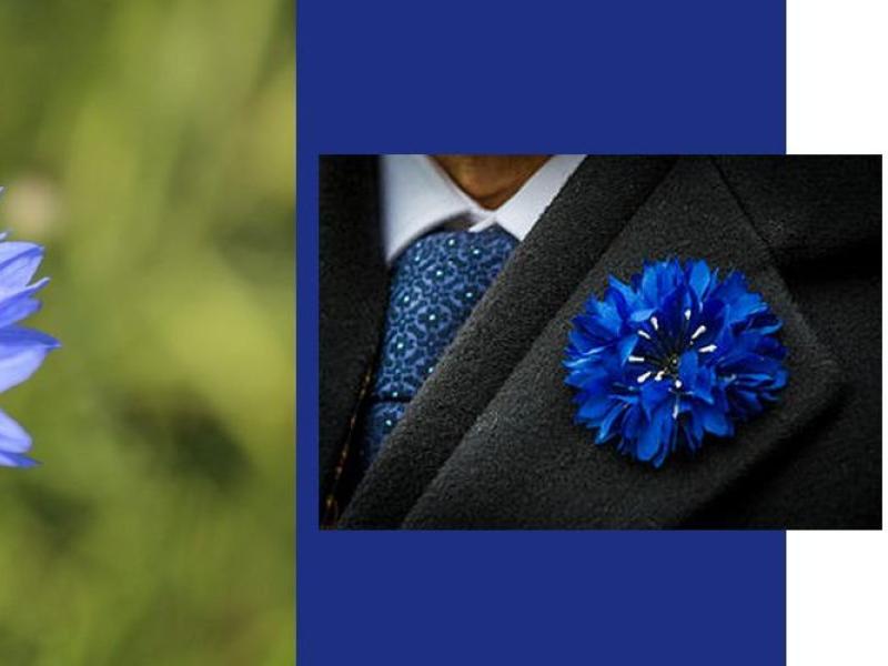 Bleuet de France