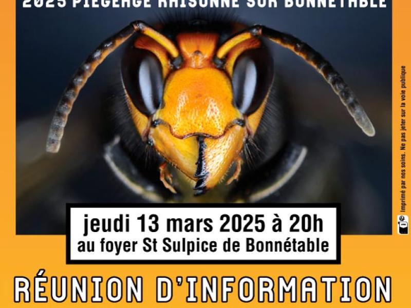 frelon asiatique